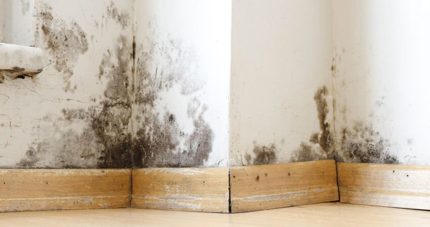 Pared con humedad por capilaridad